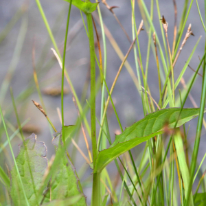 Photographie n°2518551 du taxon Crepis paludosa (L.) Moench [1794]