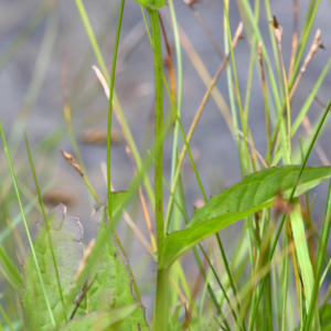 Photographie n°2518552 du taxon Crepis paludosa (L.) Moench [1794]