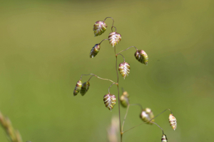Jean Paul Saint Marc, le 20 juillet 2021 (Laruns)