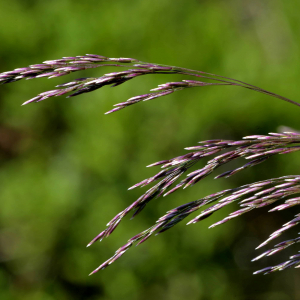 Photographie n°2518567 du taxon Calamagrostis canescens (Weber) Roth [1789]