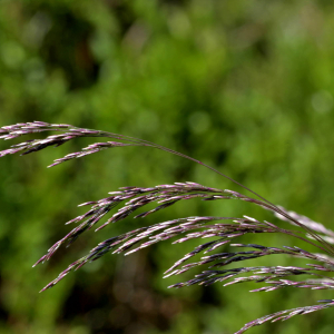 Photographie n°2518568 du taxon Calamagrostis canescens (Weber) Roth [1789]