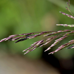 Photographie n°2518569 du taxon Calamagrostis canescens (Weber) Roth [1789]