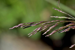 Jean Paul Saint Marc, le 20 juillet 2021 (Laruns)