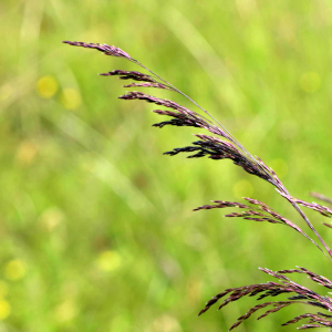 Photographie n°2518570 du taxon Calamagrostis canescens (Weber) Roth [1789]