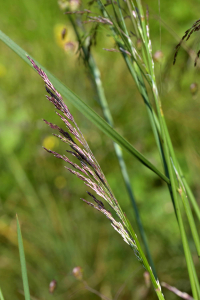 Jean Paul Saint Marc, le 20 juillet 2021 (Laruns)