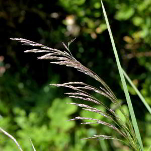 Photographie n°2518572 du taxon Calamagrostis canescens (Weber) Roth [1789]