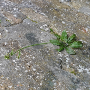 Photographie n°2518587 du taxon Arabidopsis thaliana (L.) Heynh. [1842]