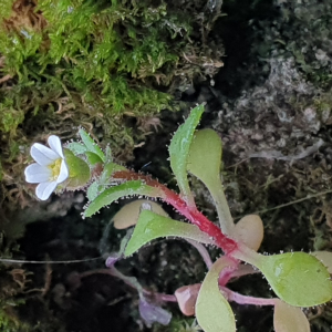 Photographie n°2518590 du taxon Saxifraga tridactylites L. [1753]