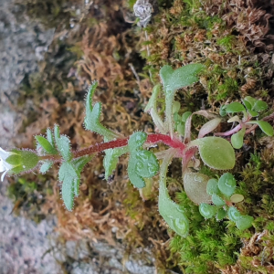 Photographie n°2518591 du taxon Saxifraga tridactylites L. [1753]