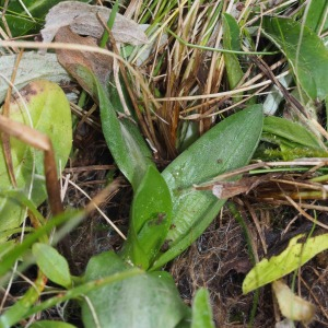 Photographie n°2518593 du taxon Spiranthes spiralis (L.) Chevall.