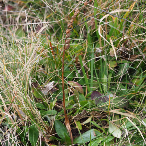 Photographie n°2518594 du taxon Spiranthes spiralis (L.) Chevall.