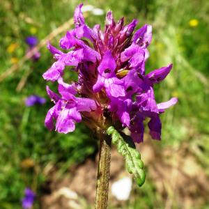 Photographie n°2518610 du taxon Betonica officinalis L. [1753]