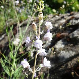 Photographie n°2518632 du taxon Linaria repens (L.) Mill. [1768]