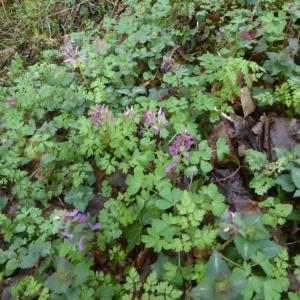 Photographie n°2518674 du taxon Corydalis solida (L.) Clairv. [1811]