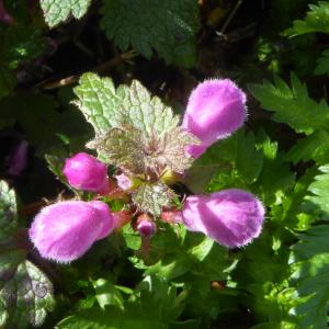 Photographie n°2518682 du taxon Lamium maculatum (L.) L. [1763]