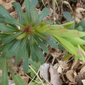 Photographie n°2518695 du taxon Euphorbia amygdaloides L. [1753]