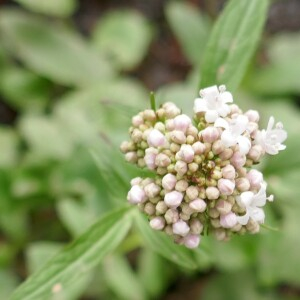  - Valeriana dioica L. [1753]