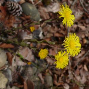 Photographie n°2518728 du taxon Tussilago farfara L.