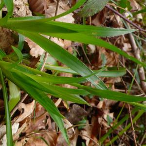  - Luzula sylvatica subsp. sylvatica