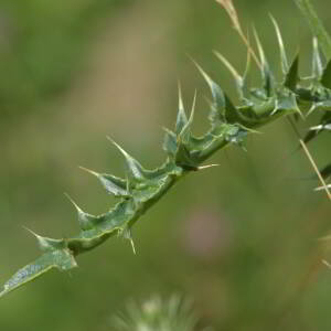 Photographie n°2518772 du taxon Carduus defloratus L. [1759]