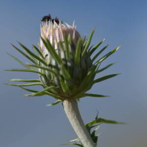 Photographie n°2518774 du taxon Carduus defloratus L. [1759]