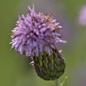 Photographie n°2518807 du taxon Cirsium arvense (L.) Scop. [1772]