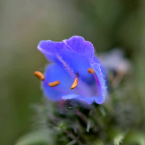 Photographie n°2518850 du taxon Echium vulgare L. [1753]