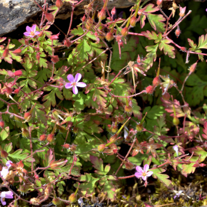 Photographie n°2518864 du taxon Geranium robertianum L. [1753]