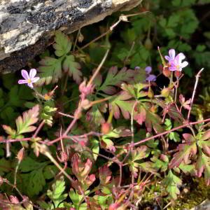 Photographie n°2518865 du taxon Geranium robertianum L. [1753]