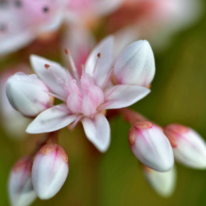 Photographie n°2518917 du taxon Sedum album L. [1753]