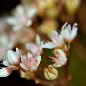 Photographie n°2518918 du taxon Sedum album L. [1753]