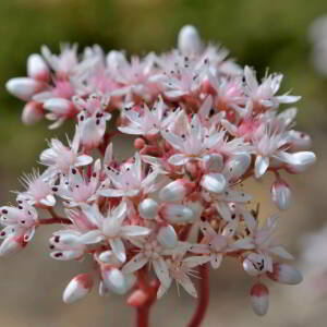 Photographie n°2518919 du taxon Sedum album L. [1753]