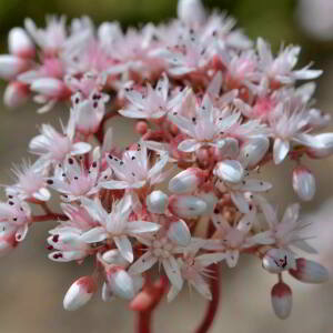 Photographie n°2518920 du taxon Sedum album L. [1753]