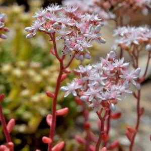 Photographie n°2518922 du taxon Sedum album L. [1753]