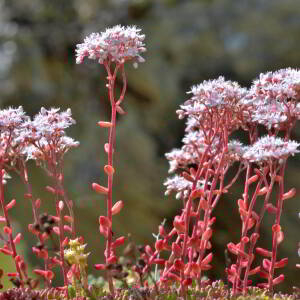 Photographie n°2518923 du taxon Sedum album L. [1753]