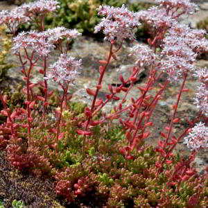 Photographie n°2518927 du taxon Sedum album L. [1753]