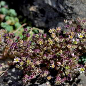 Photographie n°2518933 du taxon Sedum dasyphyllum L. [1753]