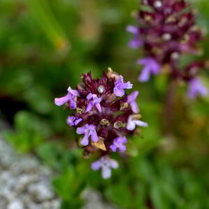 Photographie n°2518935 du taxon Thymus serpyllum L. [1753]