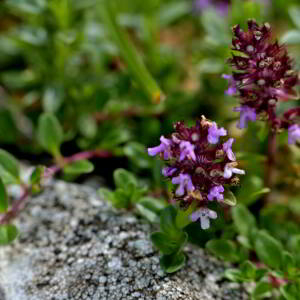 Photographie n°2518936 du taxon Thymus serpyllum L. [1753]