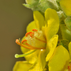 Photographie n°2518940 du taxon Verbascum thapsus L. [1753]