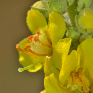 Photographie n°2518944 du taxon Verbascum thapsus L. [1753]