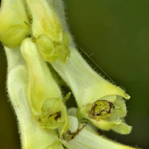 Photographie n°2518951 du taxon Aconitum vulparia Rchb. [1819]