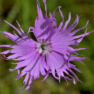 Photographie n°2518996 du taxon Dianthus hyssopifolius L. [1755]