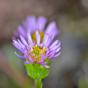 Photographie n°2519019 du taxon Erigeron alpinus L. [1753]