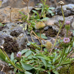 Photographie n°2519023 du taxon Erigeron alpinus L. [1753]