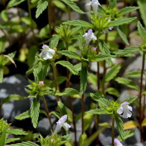 Photographie n°2519040 du taxon Galeopsis ladanum L. [1753]