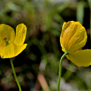 Photographie n°2519088 du taxon Meconopsis cambrica (L.) Vig.