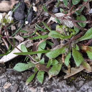 Photographie n°2519097 du taxon Draba verna L.