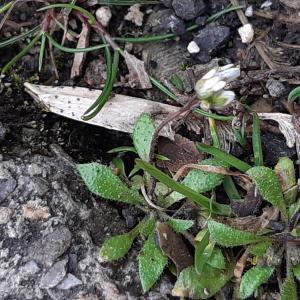 Photographie n°2519098 du taxon Draba verna L.