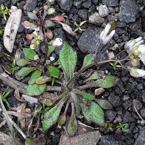 Photographie n°2519099 du taxon Draba verna L.